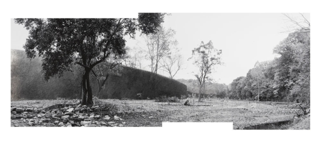 Widescreen landscape with trees, a pile of branches, saplings and a large dark wall running from the left edge into the distance towards the left side of the image, created with graphite, compressed charcoal, metallic pencil, and crayon on a monochrome archival inkjet photographic print