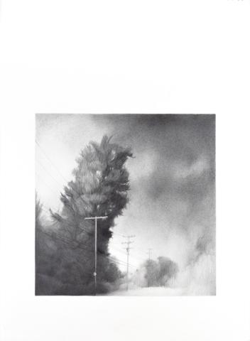 Square pencil drawing on rectangular paper. The image of a large Ginko tree towering over power lines on the side of the street against an afternoon sky is placed towards the bottom of the paper, leaving white space above that extends the presence of the sky